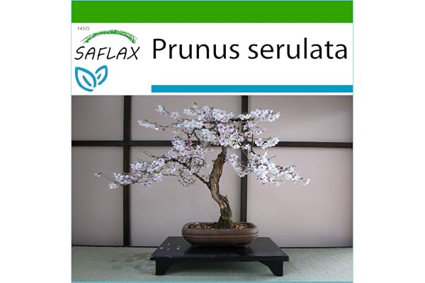 SAFLAX - Cerisier du Japon - 30 graines - Avec substrat - Prunus serulata