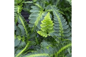 GardenersDream Arachniodes Aristata Variegata Shield Fern Plant in Pot – Garden-Ready Potted Perennial Evergreen Plant – Colourful Outdoor Shrub for Gardens and Borders