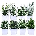 amazon basics Artificial Plants with Pot| Multi Variety | Durable Plastic | No Maintenance | Home Decor | Dimensions: 5 cm X 13 cm (Pack of 8)