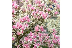 GardenersDream Magnolia Heaven Scent Plant - Captivating Pink Magnolia Ornamental Tree - Outdoor Garden Ready Flowering Shrub - Colourful Outdoor Tree for Garden (5-6ft incl. 12L Pot)