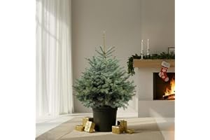 GardenersDream Blue Spruce Pot Grown Christmas Tree - Real Live Fresh Living Potted Plant (3ft, 90cm) (Expedited Despatch)