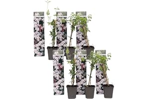 Plant in a Box - Jasminum Officinale - Set de 6 - Jasmijn - Maceta 9cm -Altura 25-40cm