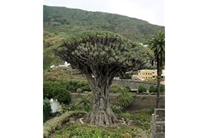 SAMENCHILISHOP Kanarischer Drachenbaum (Dracaena draco) 10 Samen
