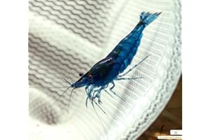 GARNELIO TIERE Garnelio Blue Dream/Velvet Lot de 10 crevettes