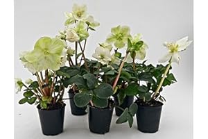 POWERS TO FLOWERS - HELLEBORUS BIANCO SET 5 PEZZI, VASO 9CM, Elleboro, Piante giovani, Piante Vere