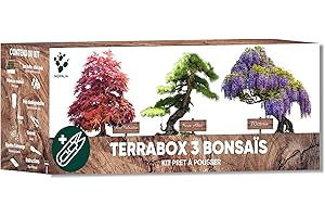 NOPALIA Kit Bonsaï Prêt à Pousser – Graines 100% Biologiques (Wisteria, Acer Palmatum, Picea Abies) – Idée Cadeau Zen Homme Femme – Mini Jardin Japonais DIY – Décoration Intérieur – cadeau de noel plante