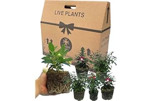 Fuchsia 6 Large Garden Ready Plants - 1ltr Summer Bedding with Well Established Plant Now Roots. Add Flower Colour to a Border, Container, Basket or Patio. Six Plants, Mixed Colours by Verdant Living