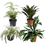 4x Indoor Grünpflanzen"Gorgeous Green" | 4er Set Zimmerpflanzen | Grünlilie, Geweihfarn, Spargelfarn, Drachenbaum | Höhe 25-3