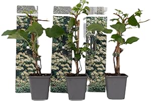 Plant in a Box - Ortensia hydrangea 'Petiolaris' - Set di 3 - Ortensia rampicante - Vaso 9cm - Altezza 25-40cm