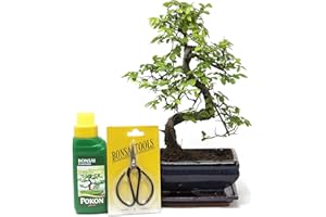 BONSAI2U Chinese Elm Bonsai Tree Kit - 9 Year Old Bonsai Tree with Plant Feed & Scissors