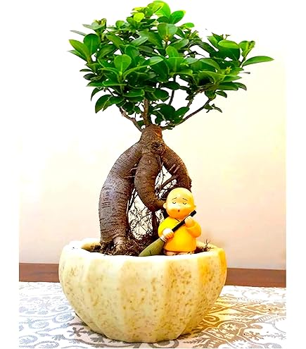 Sunshine Tree Word,Laila Majnu plant (Exoecaria) verigated