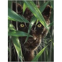 Affiche 3D Lenticulaires LiveLife – Oiseaux De La Nature Par David Penfound | Poster 30x40 Cm Sans Cadre – Effet 3D Époustouflant