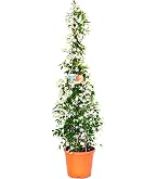 Falso Gelsomino Sempreverde Trachelospermum Jasminoides – Pianta Rampicante In Vaso Per Terrazzi E Giardini