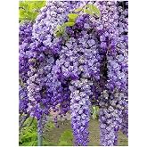 Videolu Mor Salkım 45-60 Saksılı/T&uuml;pl&uuml; Dış Mekan Sarmaşık Bitkileri Wisteria