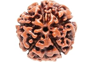 Petrichor Original nepalí Cinco Cara/5 Cara/5 Mukhi Rudraksha (paanch Mukhi Rudraksha) Brand Name: BuyRudraksha