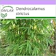 SAFLAX - Kalkuttabambus - Dendrocalamus Strictus -  Produktbild-Vorschau 6