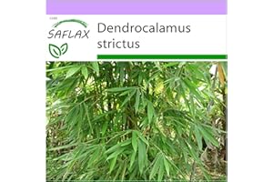 SAFLAX - Bambou mâle - 50 graines - Dendrocalamus strictus