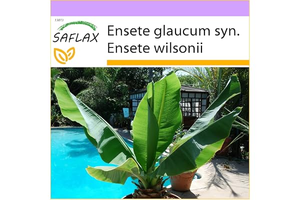 SAFLAX - Bananier des neiges - 10 graines - Ensete glaucum syn. Ensete wilsonii