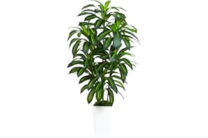 TXABL Artificial Dracaena Plant 180cm Tall Fake Tree Artificial Plants Indoor with White Tall Planter, 6FT Floor Plant Faux Yucca Tree in Pot for Outdoor Home Office Living Room Bedroom Farmhouse