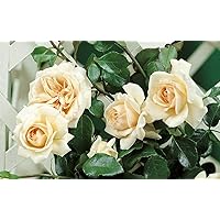 'Penny Lane' -R-, Kletterrose im 4 L Container