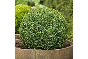 TU PROPIO JARDÍN 25 Semillas de Buxus Sempervirens (Boj)