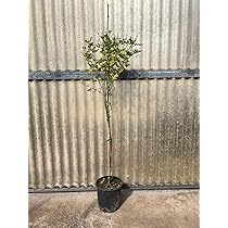 Pianta Di Gelsomino Siciliano In Vaso 16cm - Jasminum Grandiflorum Rampicante Profumato - Foto 1