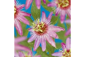 GREEN BOUTIQ GreenboutiQ - Fleur de passion - Passiflora Anastasia - Fleurs Roses - Peu d'entretien - 2 plantes - Pot 11cm Hauteur 40cm