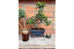 Tranquil Plants| Shaped Chinese Elm Bonsai Plant for Bedroom Office Desk |Gardening Gifts 12 Years 30cm Bonsai Tree with Watering Guide and Plant Guide