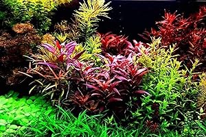 T-SHIN Aquarium Grass Plants Seeds,Aquatic Coleus Blumei Carpet Water Grass,Oxygenating Weed Live Pond Plant Seeds,Fish Aquatic Water Grass Decor,Easy to Plant Grow Maintain-10G
