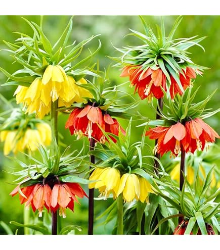 5 Bulbes Fritillaria Imperialis (Couronne Impériale) Orange - Vivaces, Rustiques, Pour Jardin Ou Pot