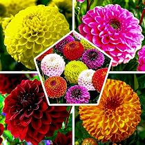 Bulbi Fiori Perenni Da Esterno - 5 Bulbi Dalia Cactus - Mix Di Grandi Bulbi - Vere Grandi Piante Di Dalia Dall'Olanda - Per Giardino E Vaso (non Semi, Non Artificiali - 9