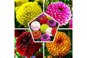 DUTCH BULBS EXCLUSIVE PLANTS FROM HOLLAND Collezione di bulbi di dalia Ball Ball, mix di 5 varietà di bulbi di dalia PomPon dall'Olanda, vero mix di piante di dalia di grandi dimensioni per giardino e vasi (senza semi)