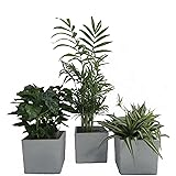 Luftrein Zimmerpflanzen Mix im Scheurich Würfelumtopf grau-stone, 14x14cm, 3 Pflanzen + 3 Umtöpfe