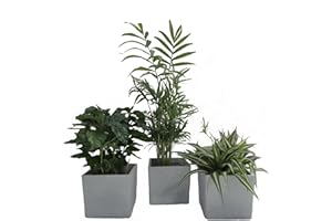 DOMINIK BLUMEN UND PFLANZEN Luftrein Zimmerpflanzen Mix im Scheurich Würfelumtopf grau-stone, 14x14cm, 3 Pflanzen + 3 Umtöpfe