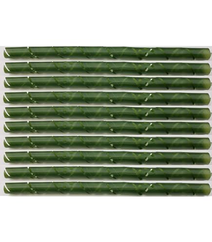 calathea warscewiczii standort Calathea warscewiczii 100 cm | Korbmarante im Ø21 cm Topf – Immergrün &  Haustierfreundlich main image 0