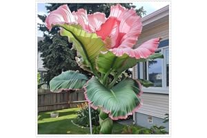 BXCCWSE Einfach zu pflanzen,Winterhart Elefantenohr Zwiebeln, Winterhartes Elefantenohrenzwiebel, Wunderschön zu blühen in Deutschland-3 knollen-D