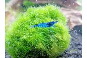 Topbilliger Tiere Blue Dream - Velvet Garnele - Neocaridina davidi 3X