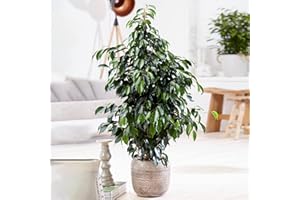GARDENERSDREAM Weeping Fig Large Indoor House Plant Real Ficus Danielle Evergreen Tall Plants (50-60cm incl. Pot)