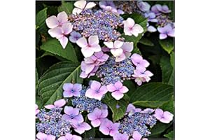 Hydrangea Macrophylla ' Mariesii Perfecta' in 2L Pot, Lilac Blue Flowers 3fatpigs®