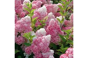 HORTUS PLANTA Hydrangea paniculata Vanille Fraise - Hydrangea - Plant in 12 cm Pot