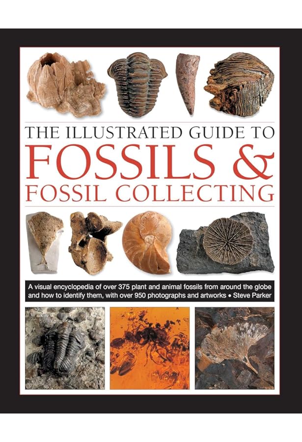 AA - 50 Walks In Dorset NEW Paperback Book | UK - Foto 3