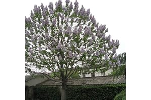 Benoon Paulownia Imperialis Tree, 100 Pz/Borsa Semi Di Paulownia Imperialis Bellissimi Fiori Freschi A Forma Di Campana Semi Di Albero A Crescita Rapida Per Esterni Seme