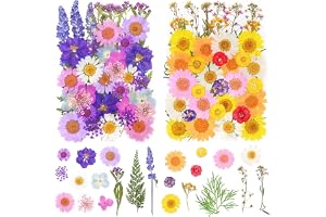 Qaestuan 81 stycken pressade blommor, naturliga torkade blommor, blandade arter, pressade blommor, multifunktionella, för har