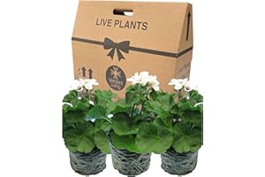 VERDANT LIVING Geranium Plants Live for Planting - 3 Large 1ltr Pot Size Garden Ready, Well Rooted, Established Pot Bedding. Add Flower Colour to Containers, Baskets, Patio & Beds. White & Pink Flowers