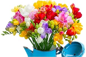 OLIWIER'S BULBS 10x Freesia Double Mix Summer Flowering Bulbs Colourful Garden Plant Corms Wedding Fragrant Cut Flowers Size 6/7