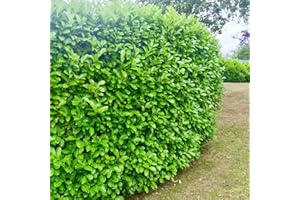 12 Cherry Laurel Evergreen Hedging Plant Fast Growing Shrub 40-60cm Potted by Sunnyside Nurseries