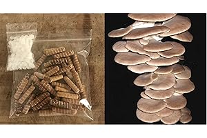 GENERIC Summer Oyster Mushroom Spawn 30 Dowels Fresh Free Wax Same Day Dispatch