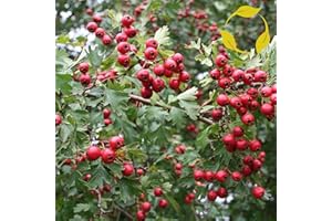 SVI English ONESEED Hawthorn Crataegus Monogyna 10