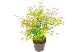 Plant in a Box - Ao giapponese 'Orange Lace' - Ao giapponese A - Bellissimi colori vivaci - Vaso 19 - Altezza 60-70cm