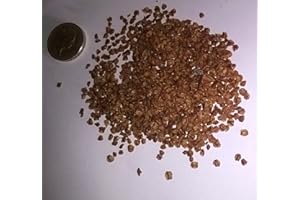 CHRISTMAS TREES FOR LIFE Lawsons Cypress, Chamaecyparis lawsoniana Conifer Tree Seeds (100)